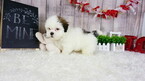 Small Photo #3 Mal-Shi Puppy For Sale in LAS VEGAS, NV, USA