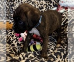 Puppy Mr Blue Boxer
