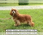 Small Photo #1 Cockapoo Puppy For Sale in CLARKRANGE, TN, USA