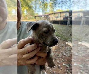 Cogsworth - Male French Bulldog-Unknown Mix Dog for Adoption - Photo #4