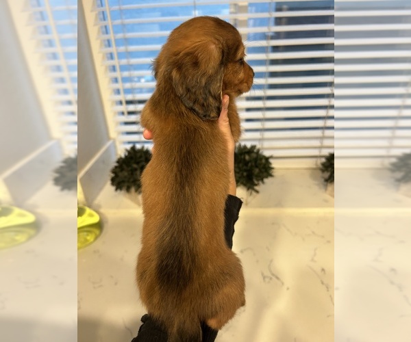 Medium Photo #12 Dachshund Puppy For Sale in SAN DIEGO, CA, USA