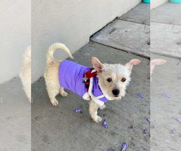 Medium Photo #3 Mutt Puppy For Sale in San Diego, CA, USA