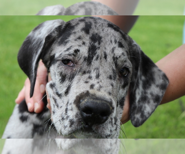 Medium Photo #2 Great Dane Puppy For Sale in SHILOH, OH, USA