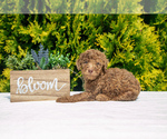 Puppy Momo Poodle (Standard)