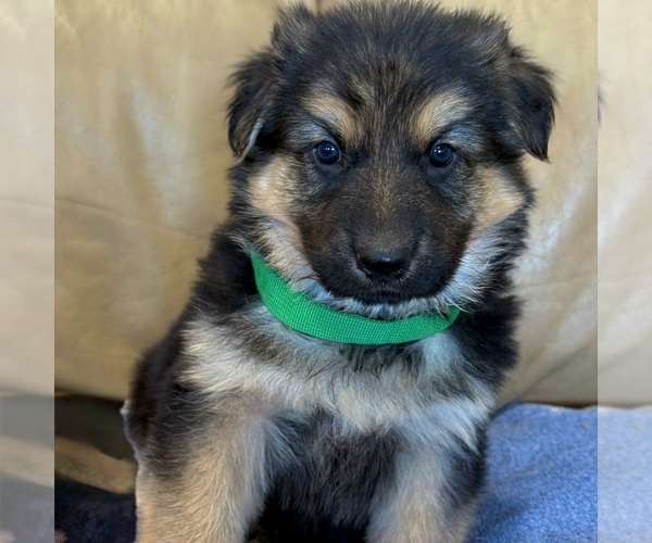 Medium Photo #23 German Shepherd Dog Puppy For Sale in BRIGHTON, CO, USA