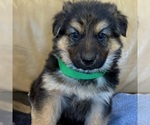Small #22 German Shepherd Dog