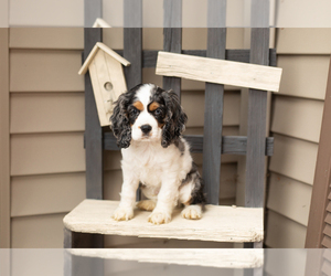 Cocker Spaniel Puppy for sale in MILLERSBURG, IN, USA