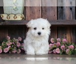 Small Maltese