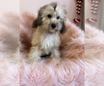 Small Photo #9 Cavapoo Puppy For Sale in SYLMAR, CA, USA