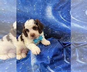 Cocker Spaniel-Poodle (Miniature) Mix Puppy for sale in INDIANAPOLIS, IN, USA