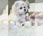 Small #3 Maltese