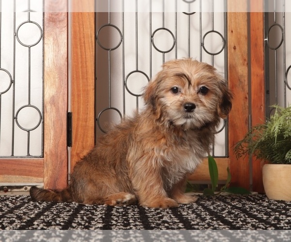 Medium Photo #2 Shorkie Tzu Puppy For Sale in NAPLES, FL, USA