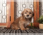 Small Photo #10 Shorkie Tzu Puppy For Sale in NAPLES, FL, USA