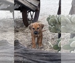 Small Photo #71 Rhodesian Ridgeback Puppy For Sale in MORONGO VALLEY, CA, USA