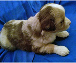 Small Photo #6 Miniature Australian Shepherd Puppy For Sale in HILLIARD, OH, USA
