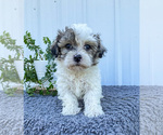 Puppy 4 Havachon