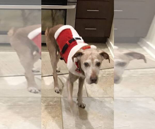 Medium Photo #1 Labrador Retriever-Unknown Mix Puppy For Sale in Springdale, PA, USA