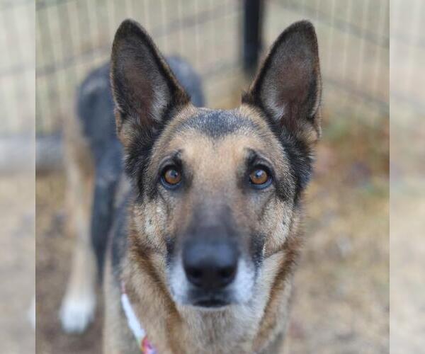 Medium Photo #1 German Shepherd Dog-Unknown Mix Puppy For Sale in San Antonio, TX, USA