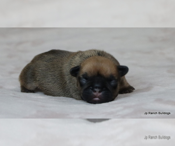 Medium Photo #17 French Bulldog Puppy For Sale in WINNSBORO, TX, USA