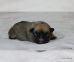 Small Photo #17 French Bulldog Puppy For Sale in WINNSBORO, TX, USA