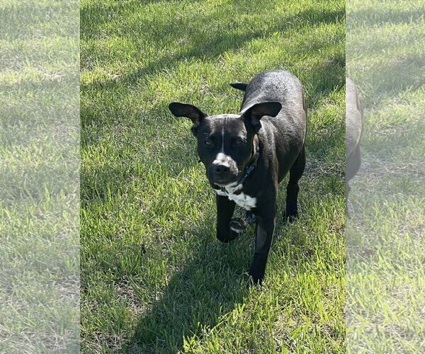 Medium Photo #2 American Pit Bull Terrier-Labrador Retriever Mix Puppy For Sale in Topeka, KS, USA