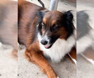 Australian Shepherd-Collie Mix Dogs for adoption in McKinney, TX, USA