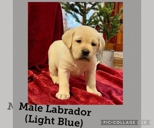 Medium Labrador Retriever