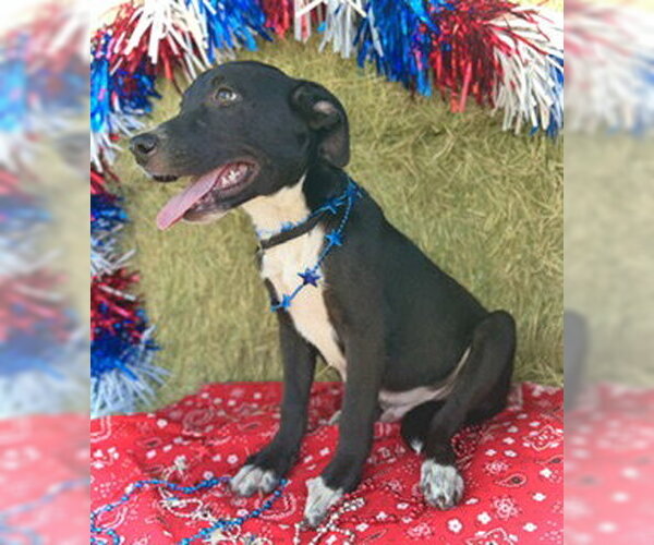 Medium Photo #3 Border Collie-Unknown Mix Puppy For Sale in Pleasanton, TX, USA