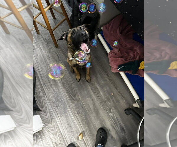 Medium Photo #14 Mutt Puppy For Sale in Imlay City, MI, USA