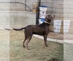 Small Photo #1 Labrador Retriever Puppy For Sale in QUEEN CREEK, AZ, USA