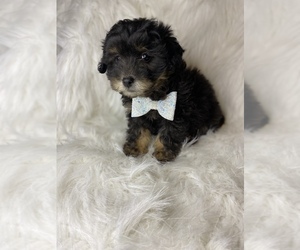 Pomeranian-Poodle (Toy) Mix Puppy for sale in BEECH GROVE, IN, USA
