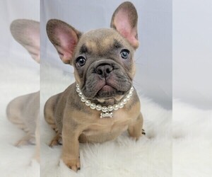 French Bulldog Puppy for sale in BAKERSFIELD, CA, USA