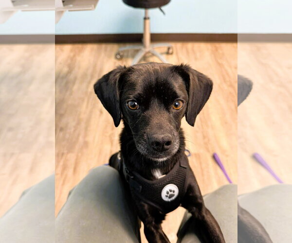 Medium Photo #1 Mutt Puppy For Sale in Shelburne, VT, USA