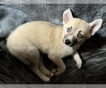 Small #120 Pomsky