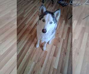 Siberian Husky-Unknown Mix Dogs for adoption in Fort Collins, CO, USA