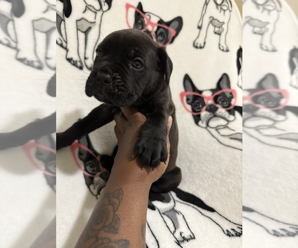 Medium Photo #7 Cane Corso Puppy For Sale in WALNUT GROVE, GA, USA