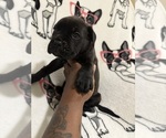 Small #1 Cane Corso