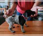 Small Photo #2 German Shorthaired Pointer Puppy For Sale in BEULAVILLE, NC, USA
