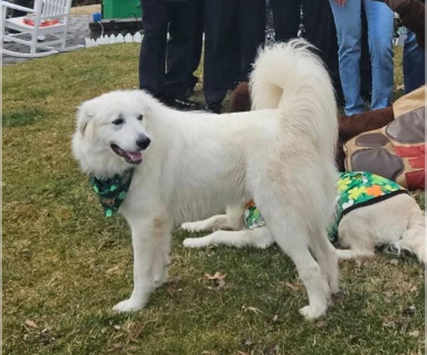 Medium Photo #1 Great Pyrenees Puppy For Sale in Greenbelt, MD, USA
