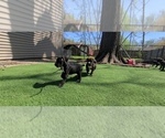 Small #3 America Bandogge Mastiff