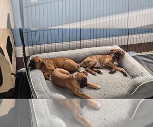 Boxer Puppy for sale in TROY, IL, USA