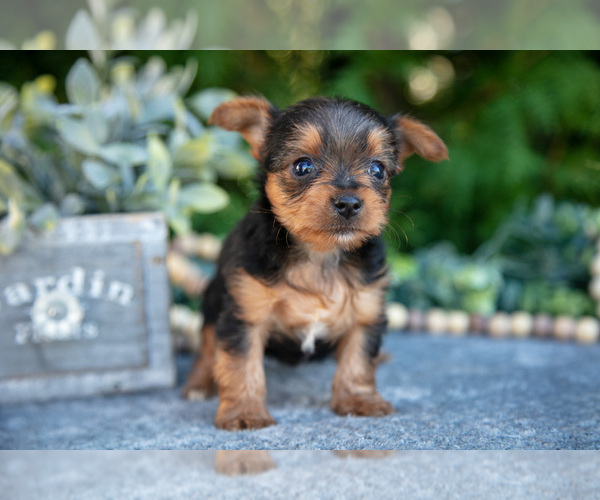 Medium Photo #3 Yorkshire Terrier Puppy For Sale in KIRKWOOD, PA, USA