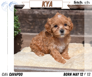 Medium Cavapoo (Miniature)
