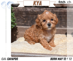 Puppy Kya Cavapoo (Miniature)