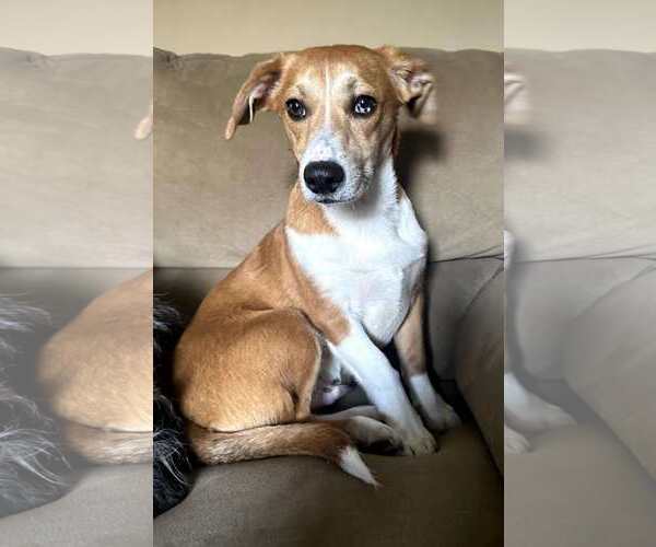 Medium Photo #2 Beagle-Unknown Mix Puppy For Sale in pomfret, CT, USA