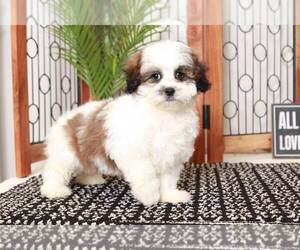 Shih-Poo Puppy for sale in NAPLES, FL, USA
