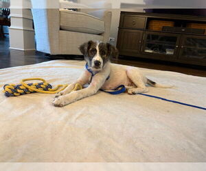 Labrador Retriever-Unknown Mix Dogs for adoption in Plainfield, IL, USA