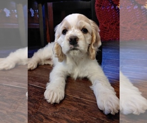 Cocker Spaniel Puppy for sale in KOKOMO, IN, USA