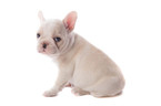 Small Photo #1 French Bulldog Puppy For Sale in GRETNA, LA, USA