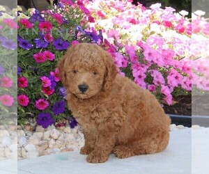 Goldendoodle (Miniature) Puppy for sale in OXFORD, PA, USA